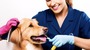 Pet Glamour in the Desert: The Hottest Pet Grooming Trends in Dubai! Pet Glamour in the Desert: The Hottest Pet Grooming Trends in Dubai!