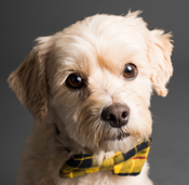 Dog Grooming at Home Dog Grooming at Home